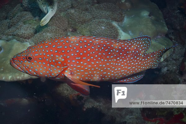 Coral hind (cephalopholis)  Southern Thailand  Andaman Sea  Indian Ocean  Southeast Asia  Asia