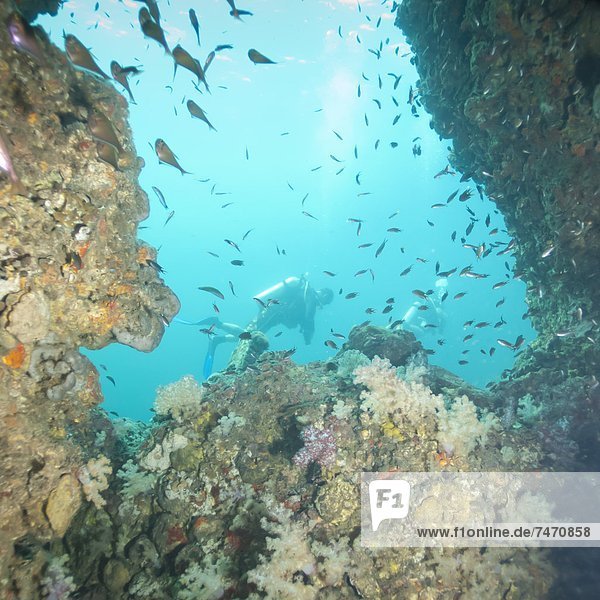 Scuba diving  Southern Thailand  Andaman Sea  Indian Ocean  Southeast Asia  Asia