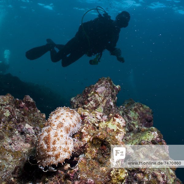 Sea cucumber (Bohadschia graeffei)  and scuba diver SouthernThailand  Andaman Sea  Indian Ocean  Southeast Asia  Asia