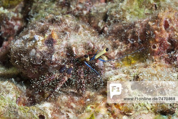 Hairy hermit crab (Aniculus elegans)  Southern Thailand  Andaman Sea  Indian Ocean  Southeast Asia  Asia