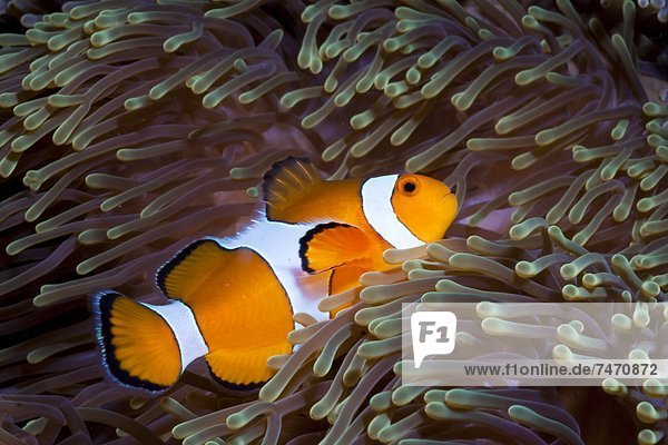 Western clown anemonefish (Amphiprion ocellaris) and sea anemone (Heteractis magnifica)  Southern Thailand  Andaman Sea  Indian Ocean  Southeast Asia  Asia