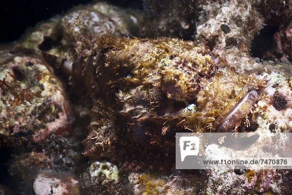 Scorpionfish (bearded scorpionfish) (Scorpaenopis barbatus)  Southern Thailand  Andaman Sea  Indian Ocean  Southeast Asia  Asia