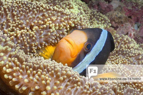 Clark's anemonefish (Amphiprion clarkii)  Southern Thailand  Andaman Sea  Indian Ocean  Southeast Asia  Asia