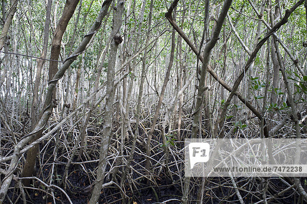 Vereinigte Staaten von Amerika USA Cape Coral Florida Florida