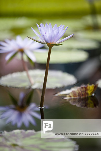 Fliederbusch Flieder Fliederbüsche Wasser Blume weiß Lilie