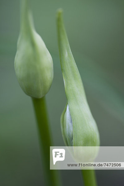 Blume Knospe 2 Schmucklilie