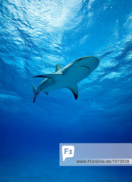 Reef sharks swimming underwater