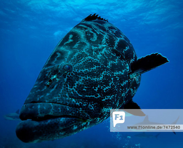 Fish and shark swimming underwater