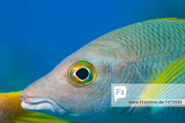 Close up of fish swimming underwater
