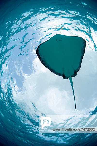 Ray swimming underwater