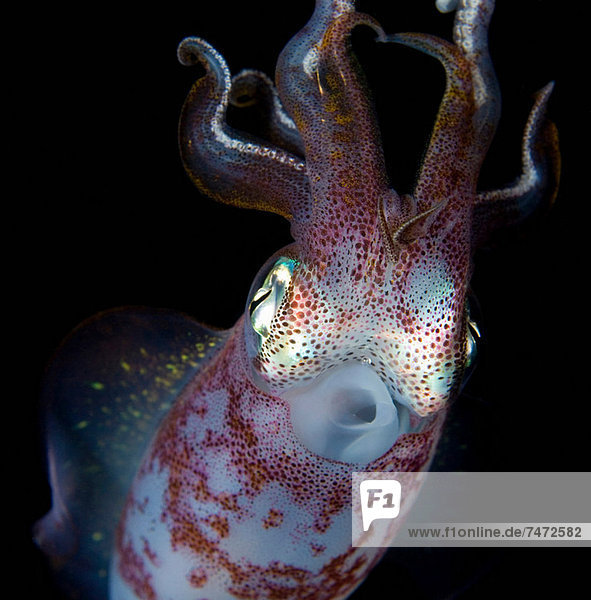 Close up of squid underwater at night