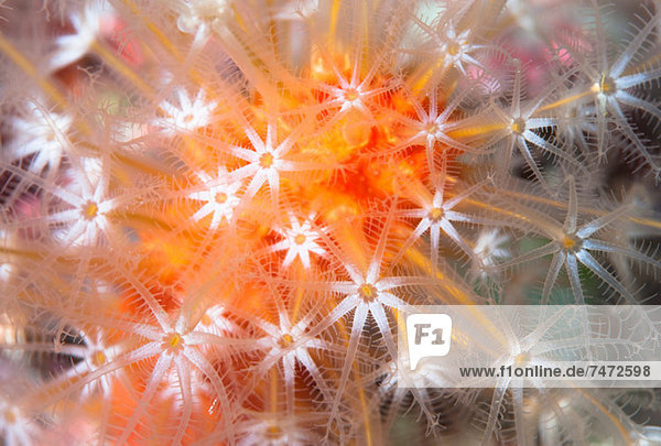 Close up of colorful underwater plant