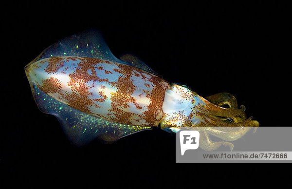 Close up of squid underwater at night
