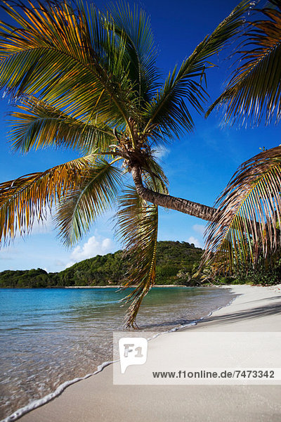 Palm tree leaning over tropical beach