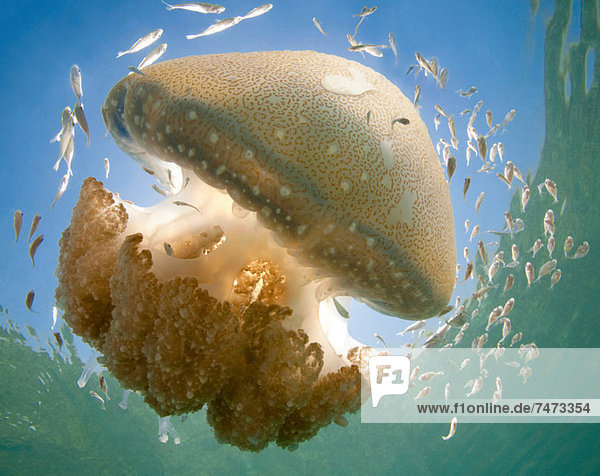 Jellyfish swimming underwater