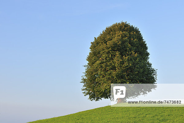 Sommer  Baum  Hügel  Limette  Schweiz