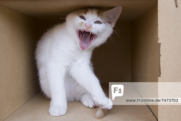 Pappe Fauchende Katze Kätzchen Katze