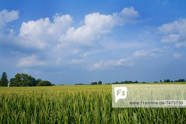 Corn Field  Millville  Indiana  USA
