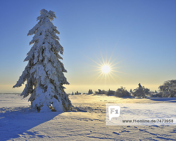 Nadelbaum  bedecken  Morgen  Baum  Bayern  Deutschland  Schnee  Sonne