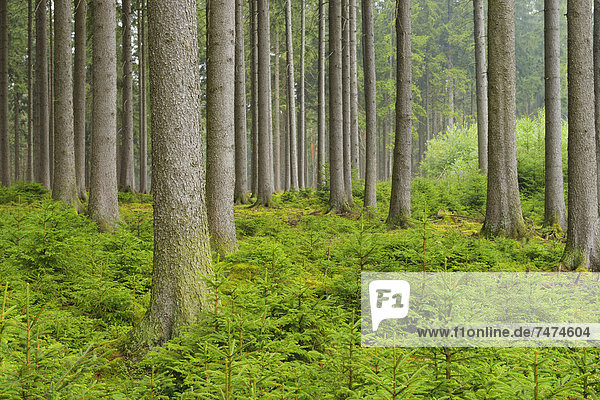 Spruce Forest  Odenwald  Hesse  Germany