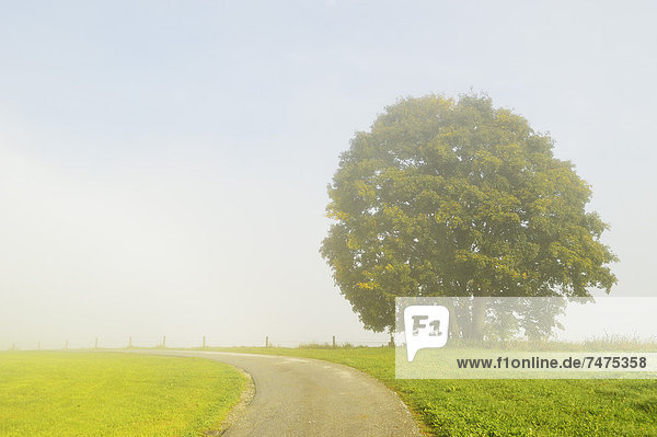 Road and Morning Fog  near Breitenberg  Bavaria  Germany
