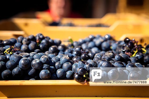 Harvest season in Briones  La Rioja  Spain