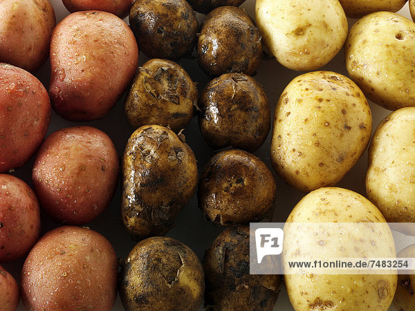 Verschiedene Kartoffelsorten  frische Kartoffeln