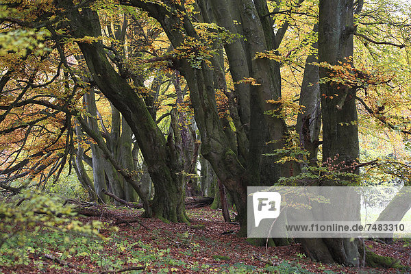 Knorrige alte Buchenstämme im Herbst  Breitscheid  Westerwald  Hessen  Deutschland  Europa