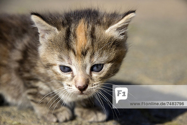 Kitten (Felis silvestris catus)