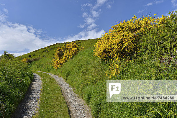 Dirt road lined with Scotch Broom (Cytisus scoparius)  Gardenstown  Banffshire  Scotland  United Kingdom  Europe