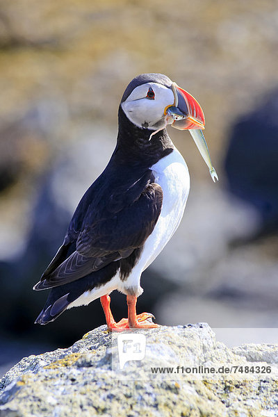 Atlantic Puffin (Fratercula arctica) with prey  Iceland  Europe