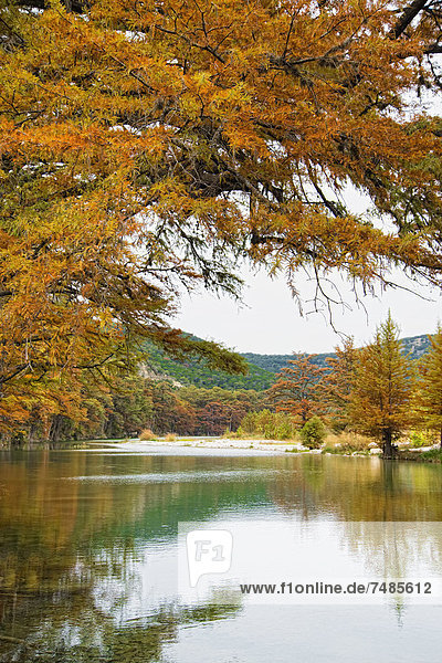USA  Texas  Zypressenbaum mit goldenen Blättern in Frio River