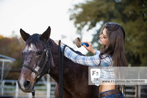 USA  Texas  Cowgirl Bürstenpferd