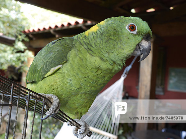Mittelamerika  Costa Rica  Gelbnackenamazone im Nationalpark Rincon de La Vieja