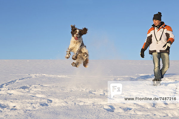 Deutschland  Bayern  English Springer Spaniel und Hundebesitzer beim Spielen im Schnee