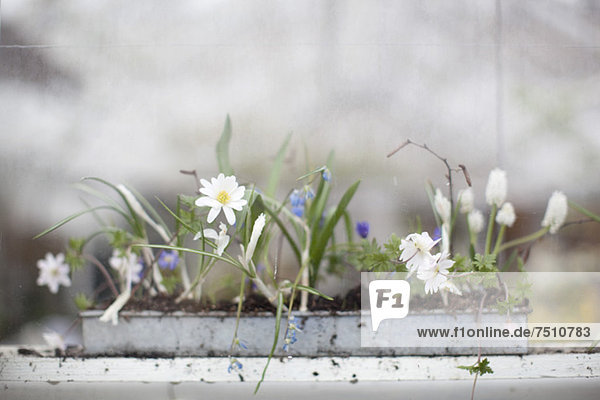 Blume ,Wachstum ,Setzling