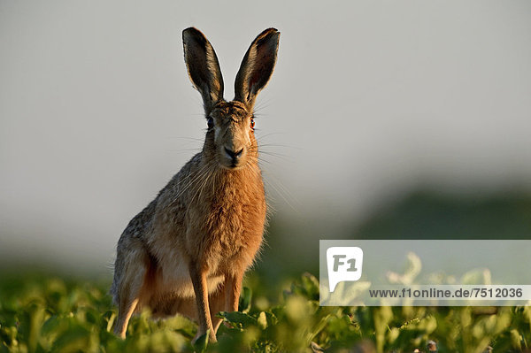 European Hare (Lepus europaeus)  Norfolk  England  United Kingdom  Europe
