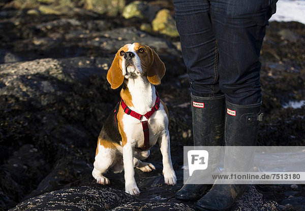 Dreifarbiger oder tricolor Beagle-Rüde sitzt neben seinem Frauchen und guckt aufmerksam