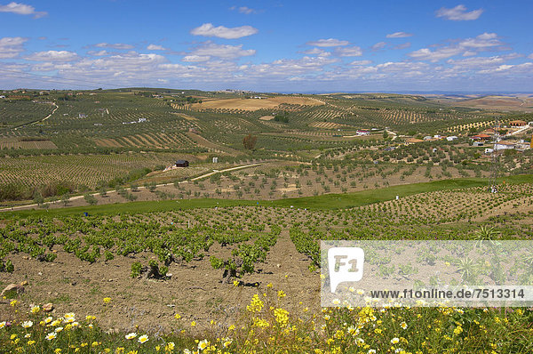 Montilla-Weinberge  Region Montilla-Moriles  Cordoba  Andalusien  Spanien  Europa