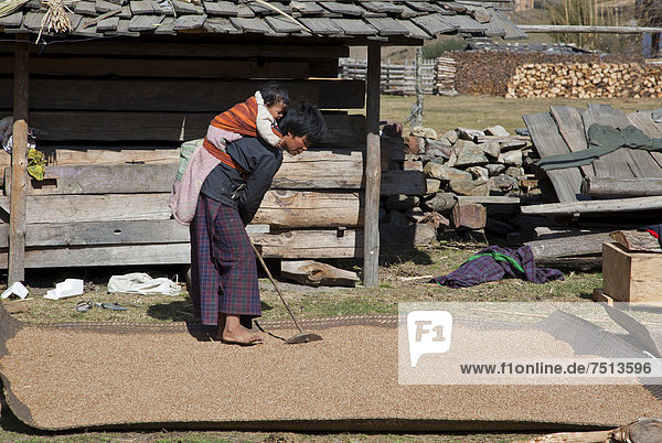 Frau mit Kleinkind auf ihrem Rücken bei der Ernte  Phobjikha Tal  Bhutan  Asien