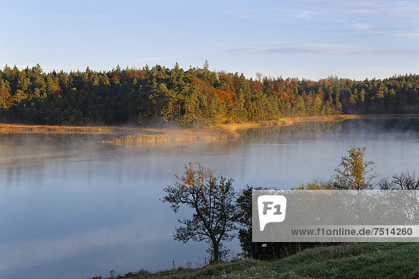 Herbstliche Morgenstimmung am Fohnsee  Osterseen  Iffeldorf  Alpenvorland  Fünfseenland  Oberbayern  Bayern  Deutschland  Europa