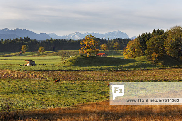 Herbstliche Morgenstimmung an den Osterseen bei Iffeldorf  Alpenvorland  Fünfseenland  hinten Zugspitze  Oberbayern  Bayern  Deutschland  Europa