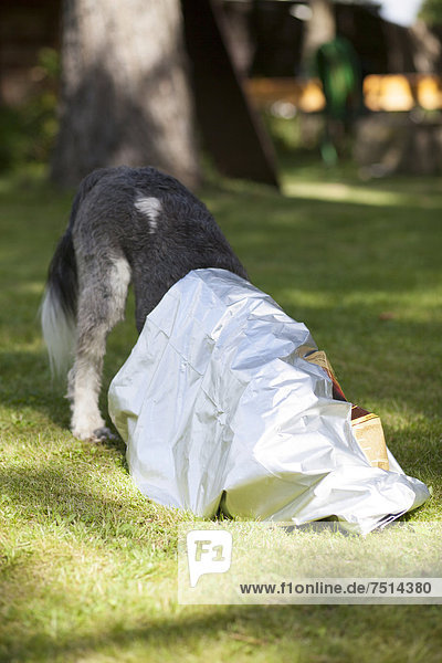 Ein Mischlingshund kriecht in eine leere Futtertüte um nach den letzten Krümeln zu suchen