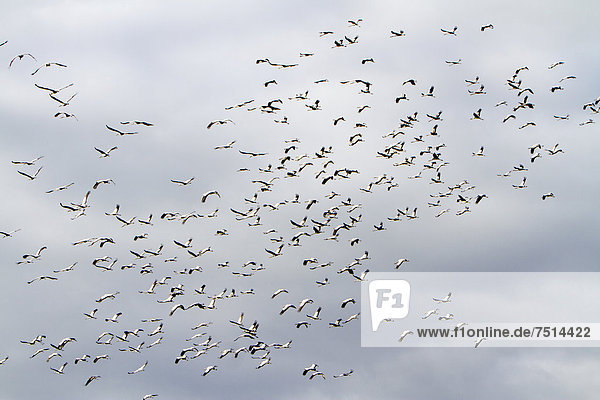 Fliegende Kraniche (Grus grus) während der großen jährlichen Wanderung nach Süden im Herbst  bei Hertefeld  Nauen  Havelland  Brandenburg  Deutschland  Europa