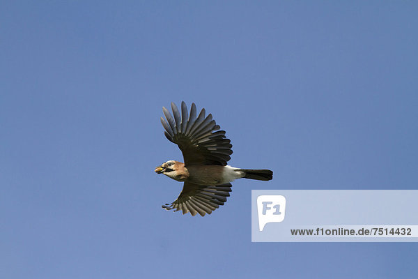 Eichelhäher (Garrulus glandarius) im Flug mit Eichel im Schnabel  am Havelkanal bei Potsdam-Paaren  Havelland  Brandenburg  Deutschland  Europa