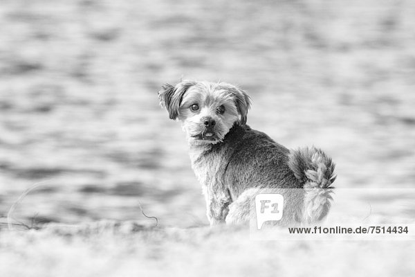 Norfolk Terrier  am Wasser sitzend  Berlin  Deutschland  Europa