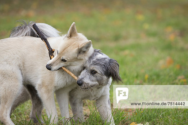 Zwei Hunde spielen mit einem Stock  Berlin  Deutschland  Europa