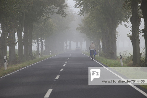 Einsamer Radfahrer auf einer typischen Alleen-Landstraße an einem nebeligen Morgen im Herbst  bei Hertefeld  Nauen  Havelland  Brandenburg  Deutschland  Europa