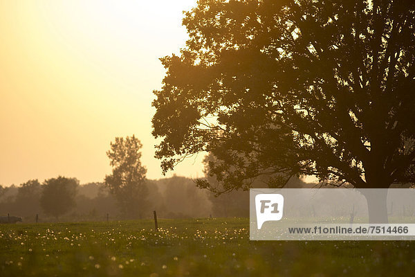 Landschaft mit alter Eiche (Quercus) im Abendlicht auf einem Feld bei Potsdam-Paaren  Havelland  Brandenburg  Deutschland  Europa
