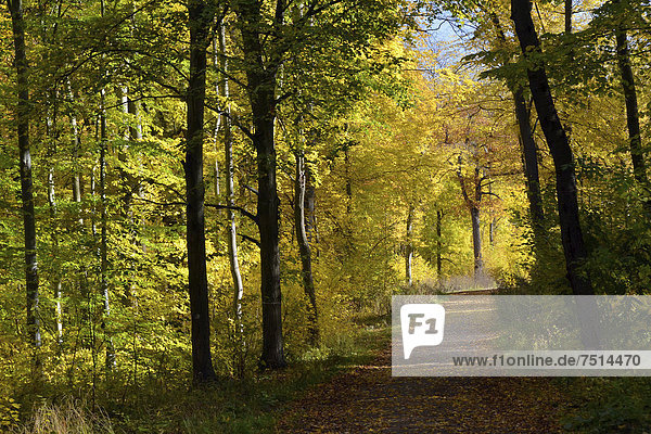Herbstwald im Nationalpark Hainich  Thüringen  Deutschland  Europa